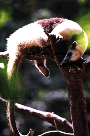 Reserva Ecologica De Nanciyaga Cabaas Catemaco Veracruz