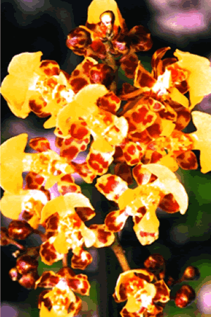 Nanciyaga
