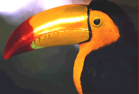 Reserva Ecologica De Nanciyaga Catemaco Veracruz Cabaas